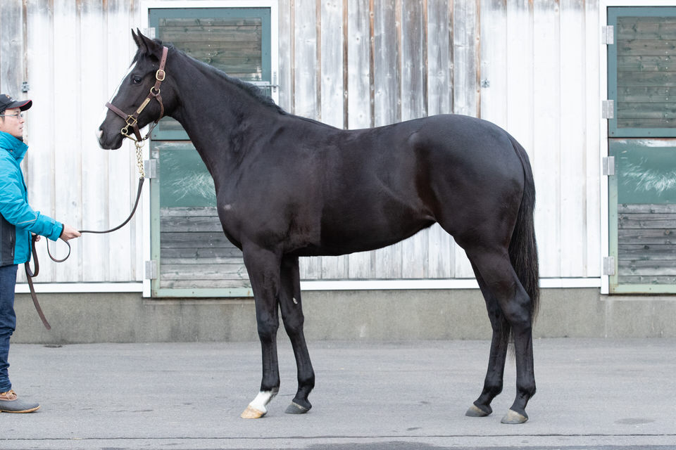 シルクホースクラブ ２歳馬馬名決定 愛馬と歩む馬なり日記