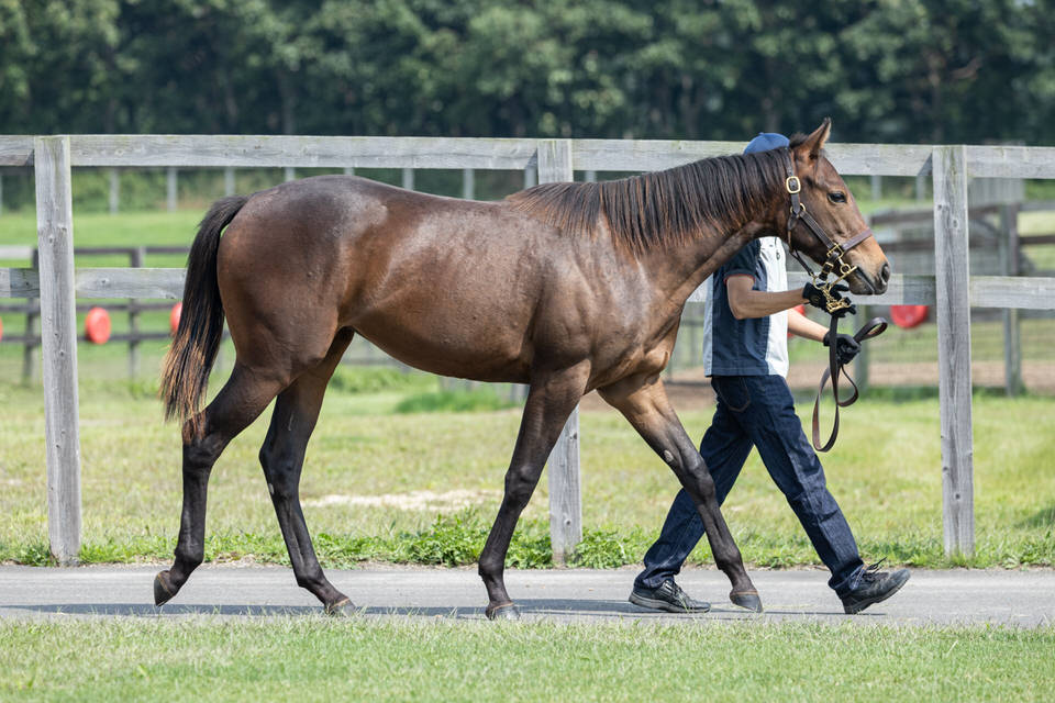 テキサスフィズ シルク ホースクラブ Silk Horse Club