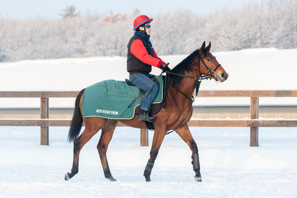 シングルゲイズ２０ イメージより早く 愛馬と歩む馬なり日記