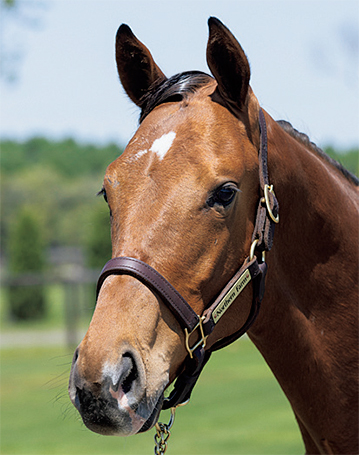 募集馬リスト シルク ホースクラブ Silk Horse Club